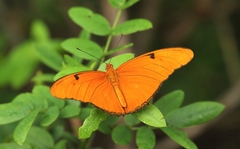 Dryas iulia