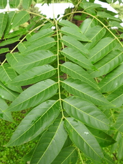 Ailanthus altissima