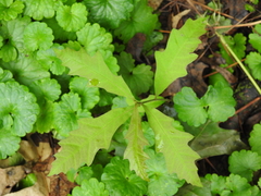 Quercus