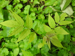 Ailanthus altissima