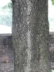 Cornus florida