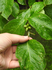 Cornus florida