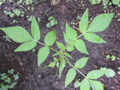 Ailanthus altissima