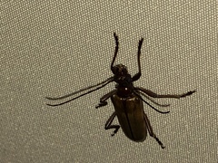 Centrodera decolorata