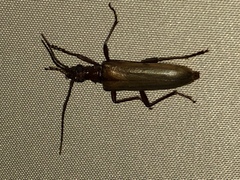 Centrodera decolorata