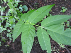 Ailanthus altissima