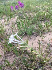 Ipomopsis aggregata candida