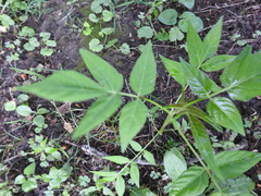 Ailanthus altissima