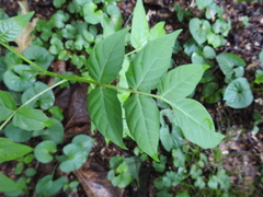 Ailanthus altissima