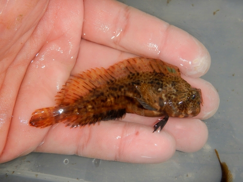 Veerslijmvis (Hypsoblennius hentz) — Blenniidae