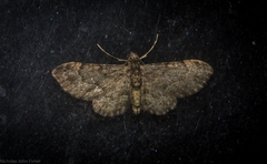 Chloroclystis mniochroa