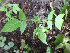 Ailanthus altissima