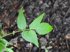 Ailanthus altissima