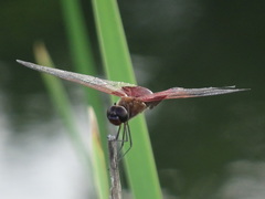 Tramea carolina
