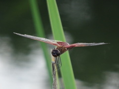 Tramea carolina