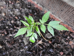 Ailanthus altissima