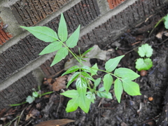 Ailanthus altissima