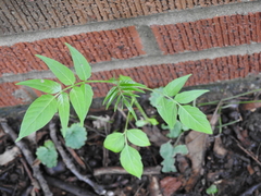 Ailanthus altissima