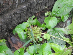 Liquidambar styraciflua