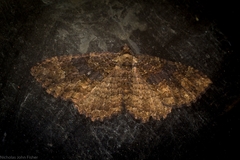Scotocyma albinotata