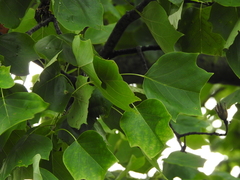 Liriodendron tulipifera