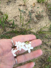 Ipomopsis aggregata candida