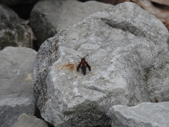 Polistes