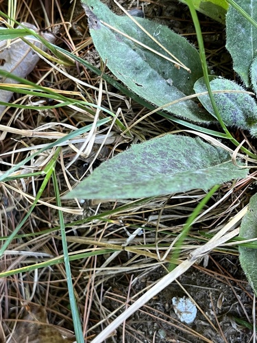 Image of Hieracium maculatum by (c) Jamie VanBuskirk, some rights reserved (CC BY)