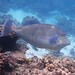 Bluespine Unicornfish - Photo (c) J. Martin Crossley, some rights reserved (CC BY-NC-ND), uploaded by J. Martin Crossley