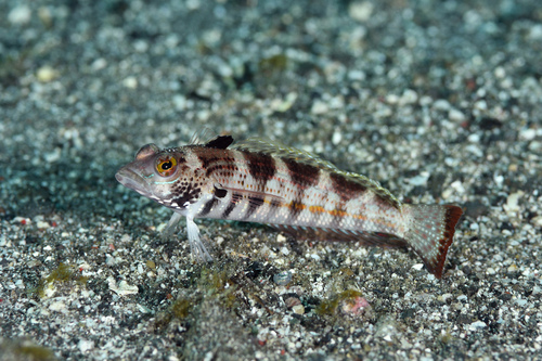 U-mark sandperch (Parapercis snyderi) — Pinguipedidae — 2