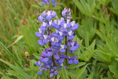 Lupinus arcticus