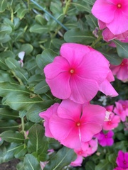 Catharanthus roseus