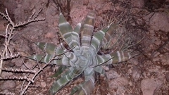 Agave zebra