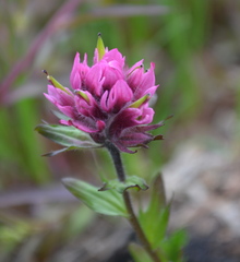 Castilleja parviflora olympica