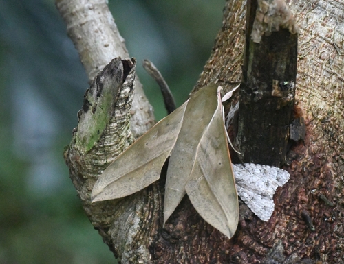 Common Hunter Hawkmoth