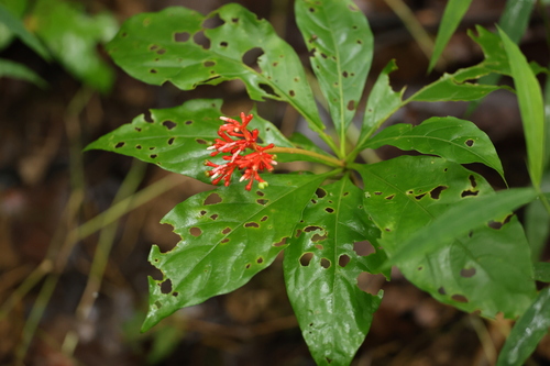 Image of Rauvolfia serpentina by (c) Gannu03, some rights reserved (CC BY-SA)