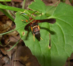 Vitacea polistiformis