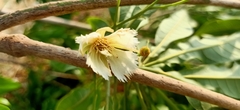 Elaeocarpus grandiflorus