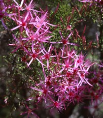 Calytrix exstipulata