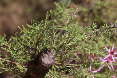 Calytrix exstipulata