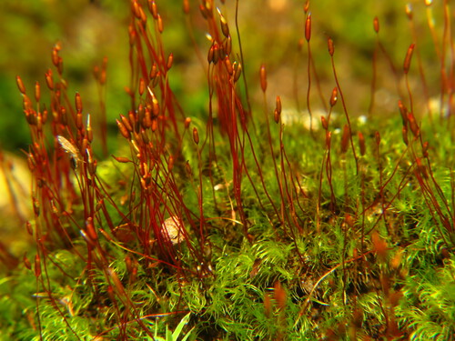 Ditrichum heteromallum