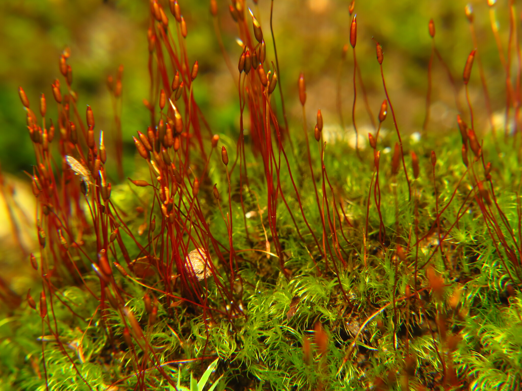 Ditrichum heteromallum