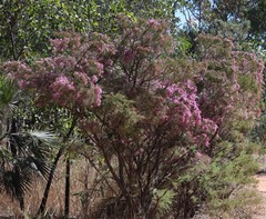 Calytrix exstipulata