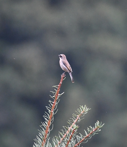 Grey Bushchat
