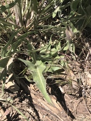 Crepis acuminata