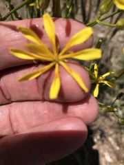 Crepis acuminata