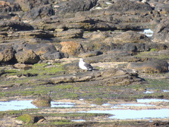 Larus atlanticus