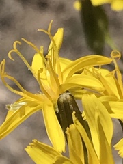 Crepis acuminata
