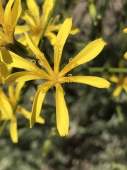 Crepis acuminata