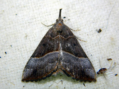 Hypena eductalis